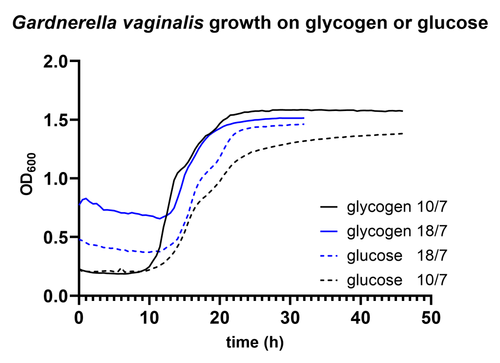 GV growth on gln or glc